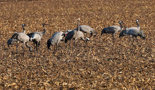 Kraniche bei der Rast Kraniche bei der Rast
