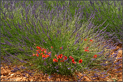 Lavendel und Mohn