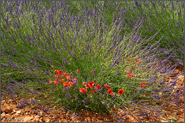 Lavendel und Mohn