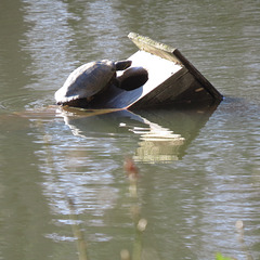 Turtle sunning itself on its nest box