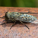 EF7A4378 Horsefly-1