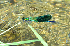 Western Demoiselle m (Calopteryx xanthostoma) 4