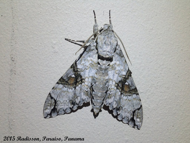 P053R Manduca florestan (Florestan Sphinx)