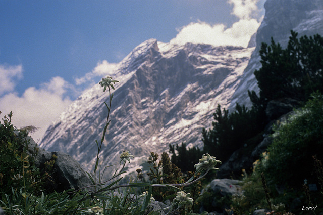 Edelweiss - Wettersteingebirge