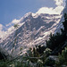 Edelweiss - Wettersteingebirge