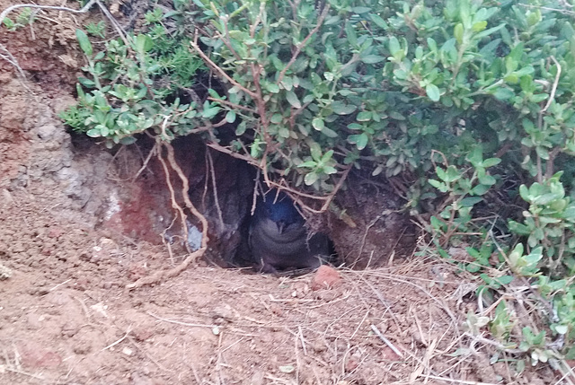 Little Penguin in burrow