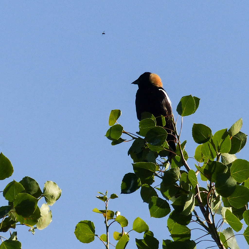 A distant Bobolink