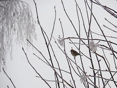 Dans le royaume du froid