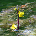 Bladderwort