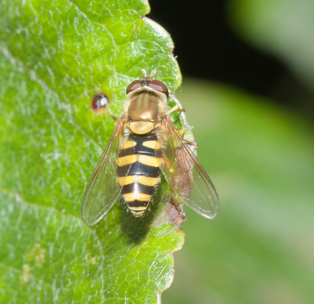 HoverflyIMG 6145