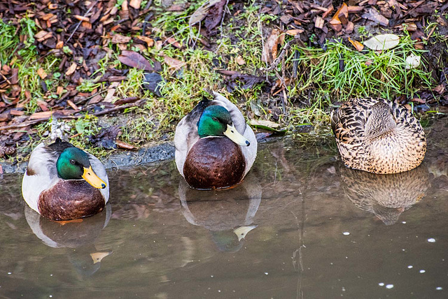 Mallards (1)