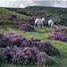 On the Long Mynd