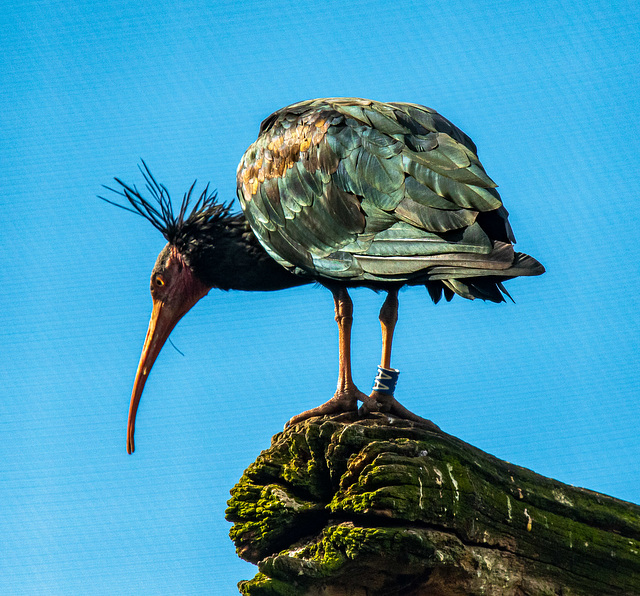 Bald ibis