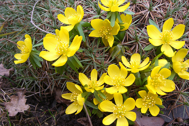 Winterlingswiese im Großen Garten Dresden 03