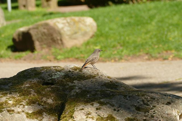 Gartenrotschwanz