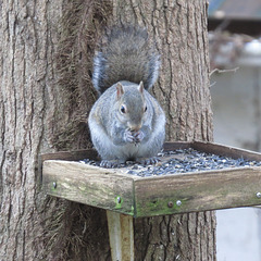 Grey squirrel eating sunflower seeds