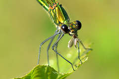 Western Demoiselle at breakfast f (Calopteryx xanthostoma)