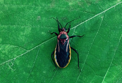 108 Brontostoma discus (An Assassin Bug)