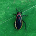 108 Brontostoma discus (An Assassin Bug)