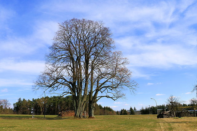 Baumgruppe bei Nasnitz/Michelfeld