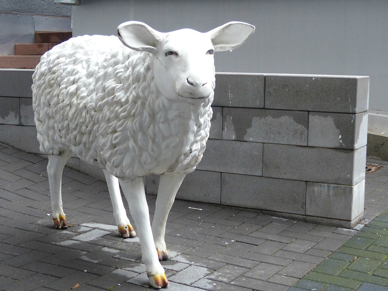 Just A Sheep - 12 January 2019