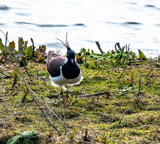 Lapwing