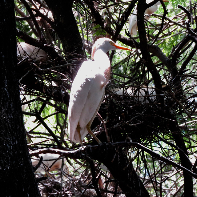 Cattle egret