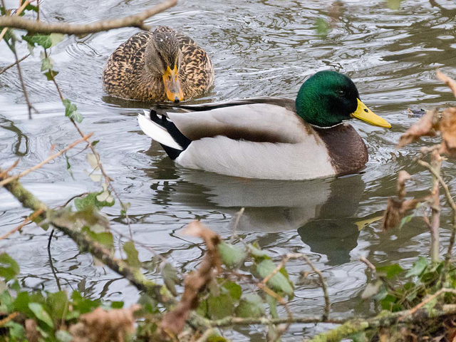 Mallards