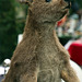 Kangourou naturalisé , un trophée cruel et de mauvais goût . .....
