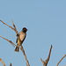 Namibia, The African Red-Eyed Bulbul