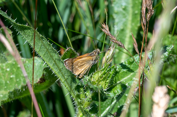 Large Skipper-DSZ4716