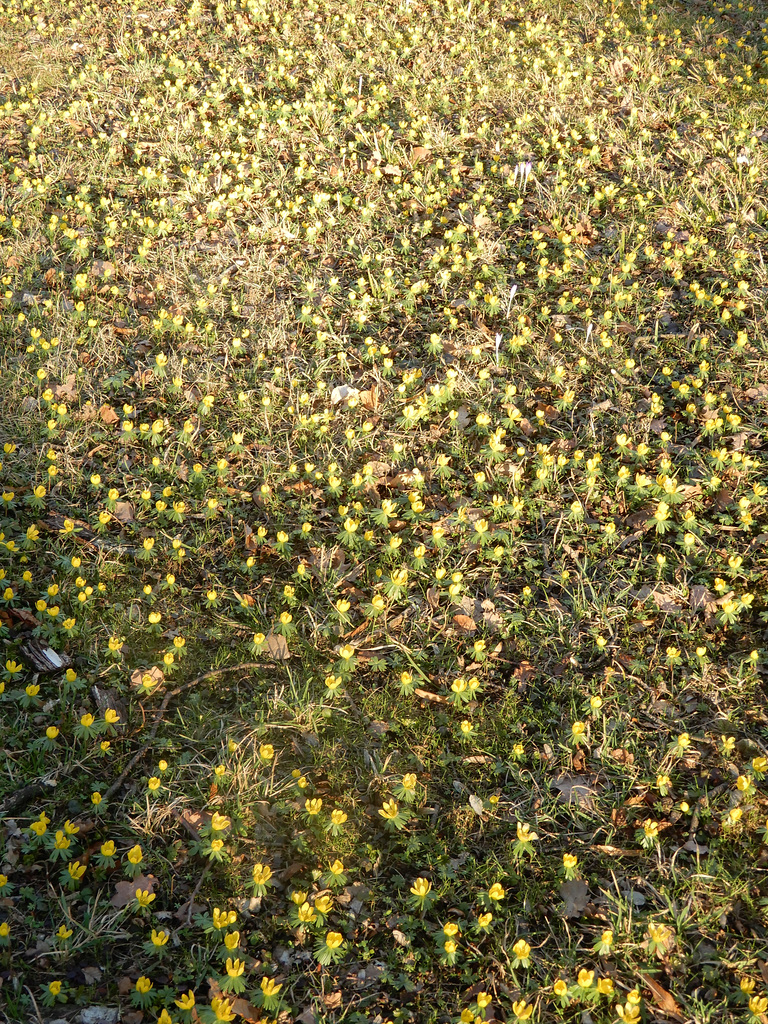 Winterlingswiese im Großen Garten Dresden 04