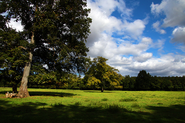 Quand les arbres trouvent toute leur place dans une prairie