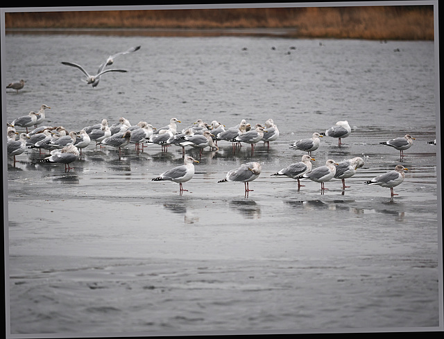 Gulls on new ice