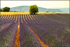 Lavendel