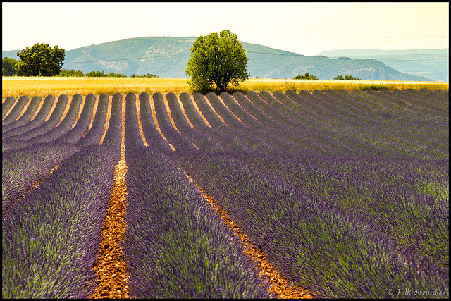 Lavendel