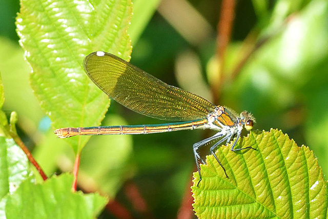 Western Demoiselle f (Calopteryx xanthostoma) 09