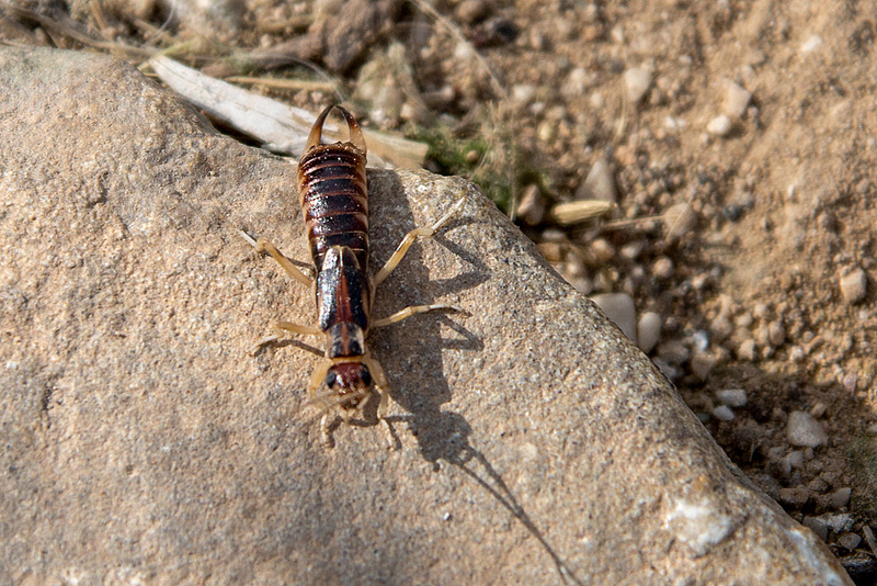20141204 6058VRAw [TR] Ohrwurm, Antalya