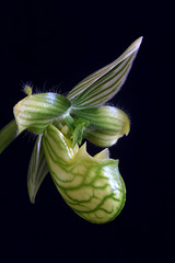 Paphiopedilum venustum album