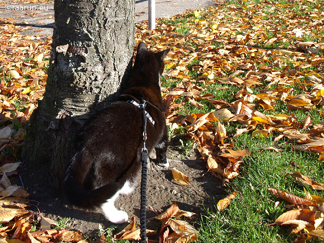 Snow White - walking in autumn, 4