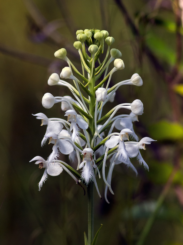 Platanthera conspicua (Southern White Fringed orchid)