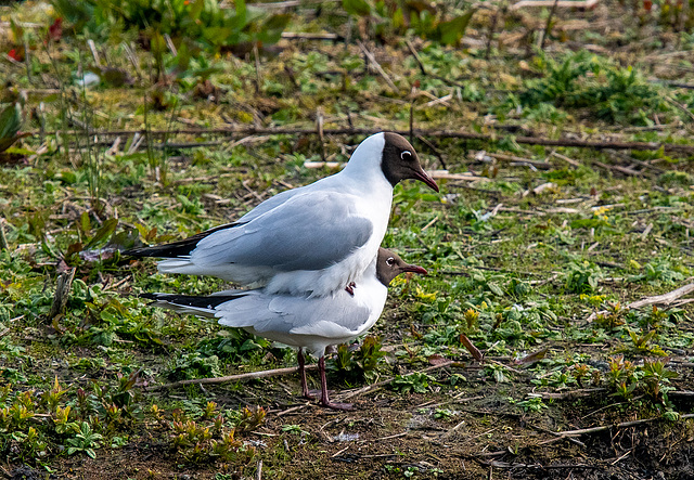 Black headed gulls