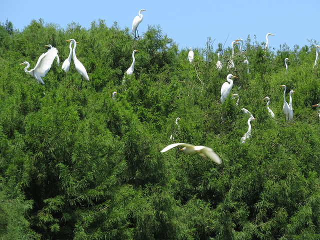 Egrets on Taxodium trees