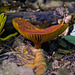 Curvaceous Mushroom