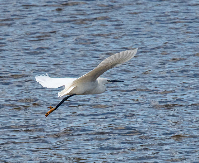 Little egret