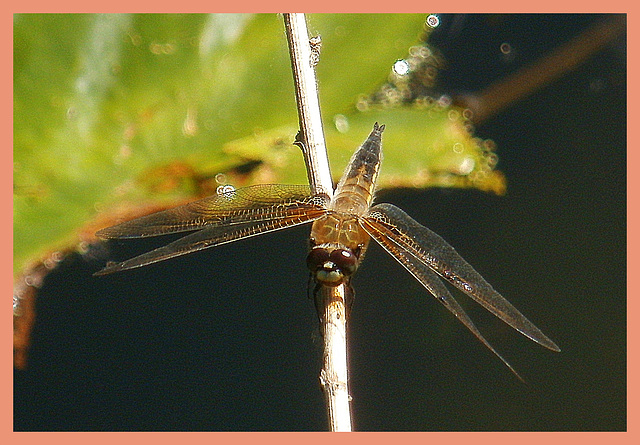 Libellula depressa