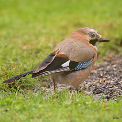 Jay