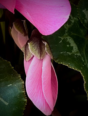 Cyclamen