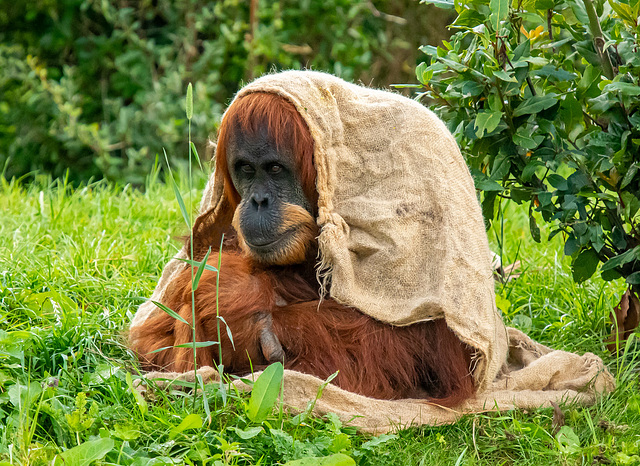 Orangutan