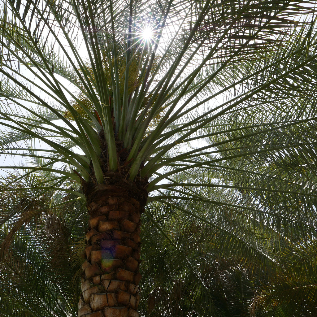 Sun through the branches.